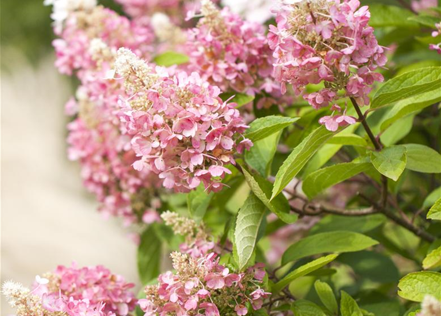 Hydrangea paniculata Pinky Winky