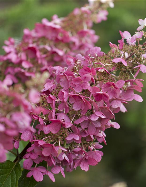 Hydrangea paniculata Pinky Winky