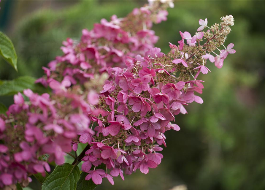 Hydrangea paniculata Pinky Winky