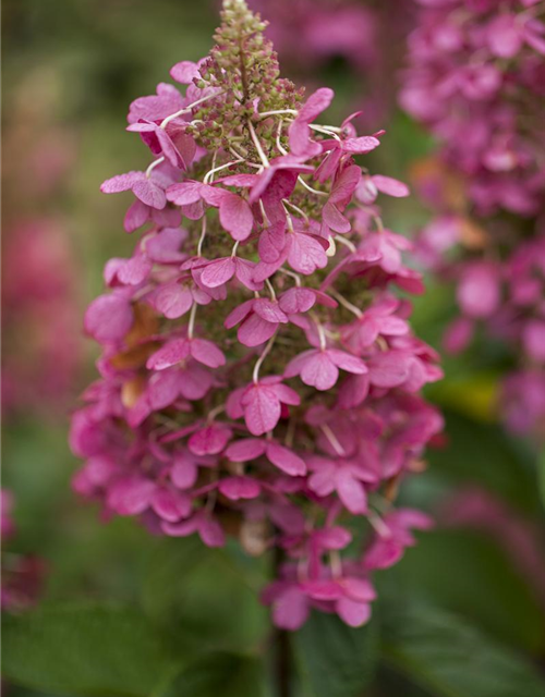 Hydrangea paniculata Pinky Winky