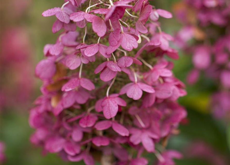 Hydrangea paniculata Pinky Winky