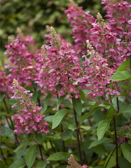 Hydrangea paniculata Pinky Winky