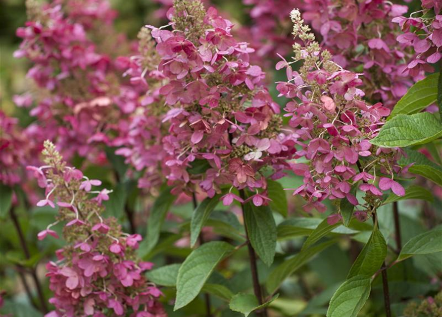 Hydrangea paniculata Pinky Winky