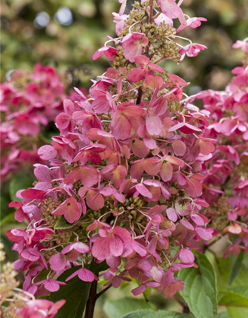 Hydrangea paniculata Pinky Winky