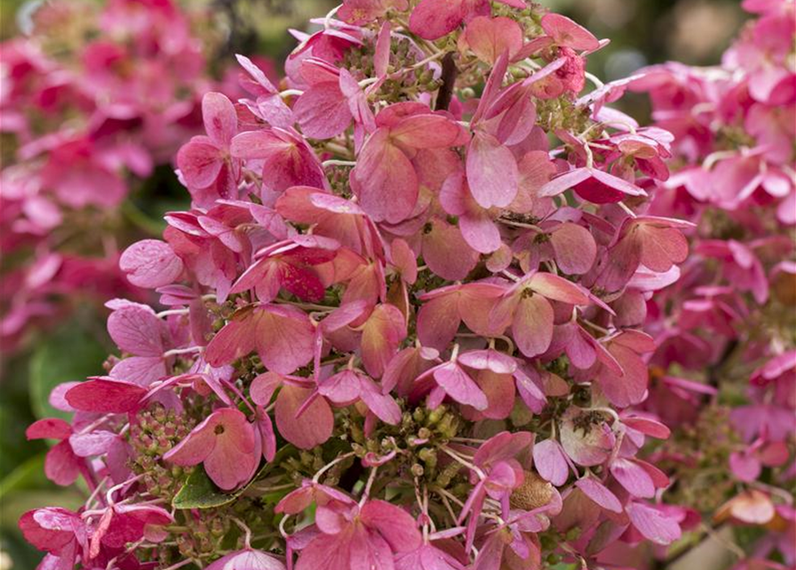 Hydrangea paniculata Pinky Winky