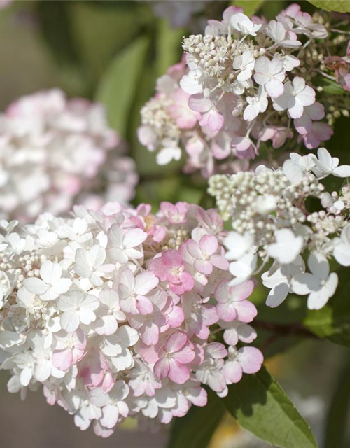 Hydrangea paniculata Pinky Winky