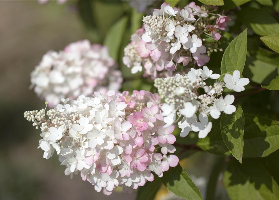 Hydrangea paniculata Pinky Winky