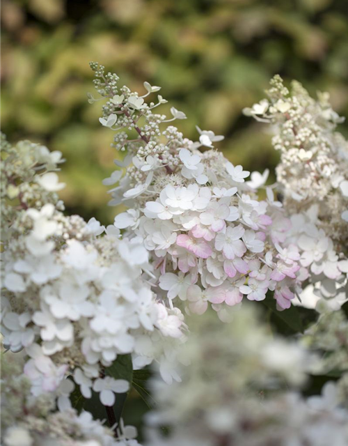 Hydrangea paniculata Pinky Winky