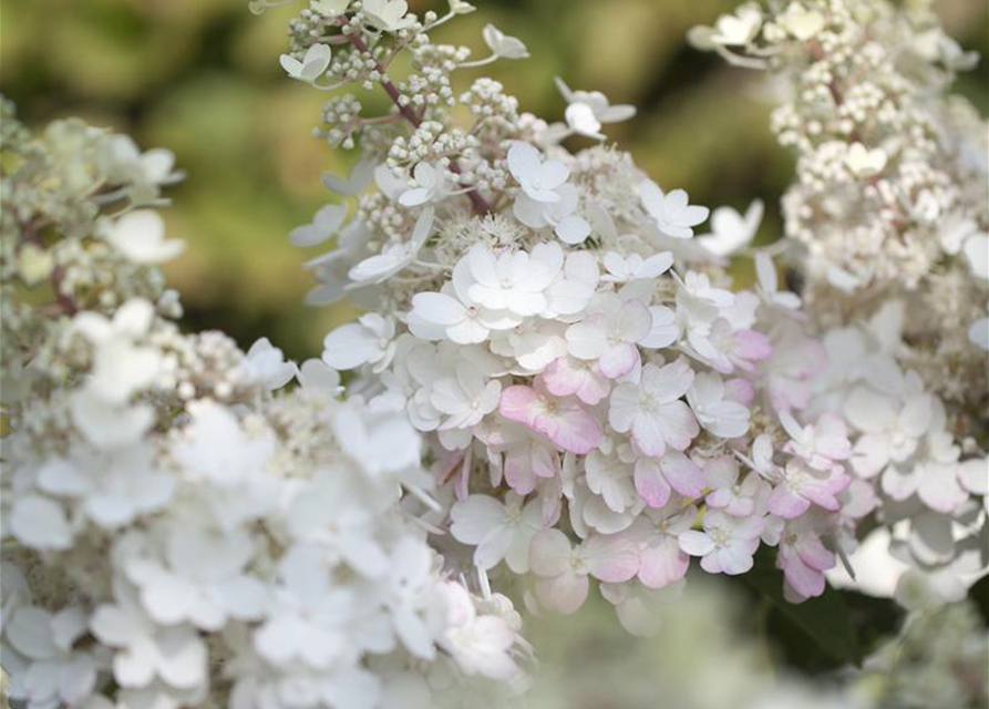 Hydrangea paniculata Pinky Winky