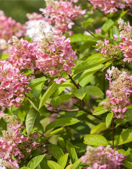 Hydrangea paniculata Pinky Winky