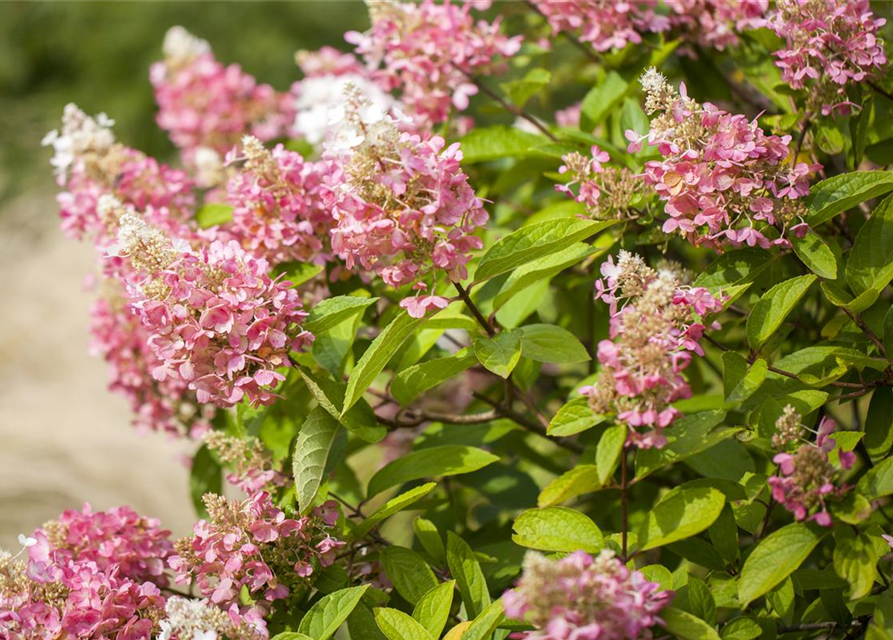 Hydrangea paniculata Pinky Winky