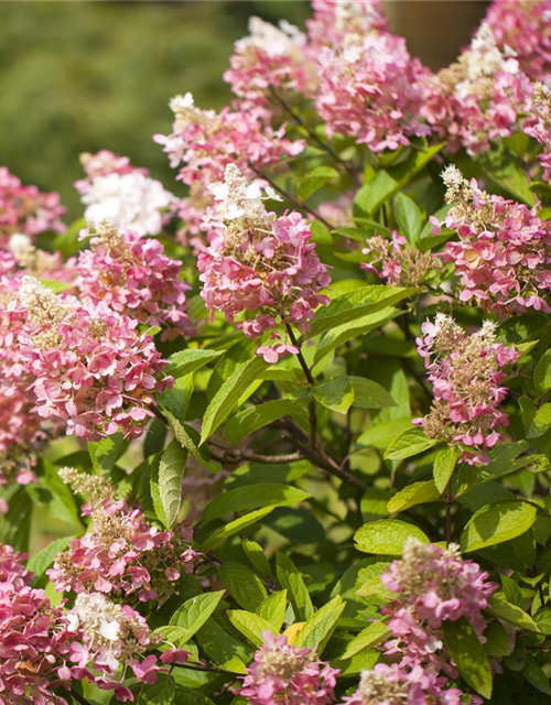 Hydrangea paniculata Pinky Winky