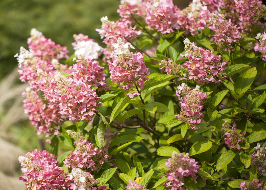 Hydrangea paniculata Pinky Winky