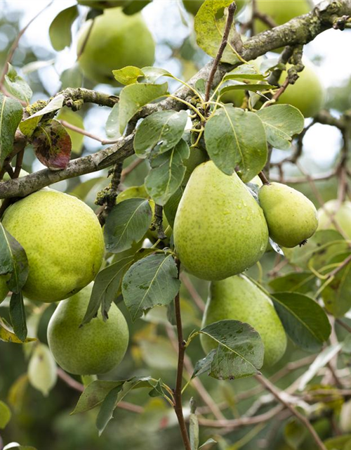 Pyrus communis Alexander Lucas