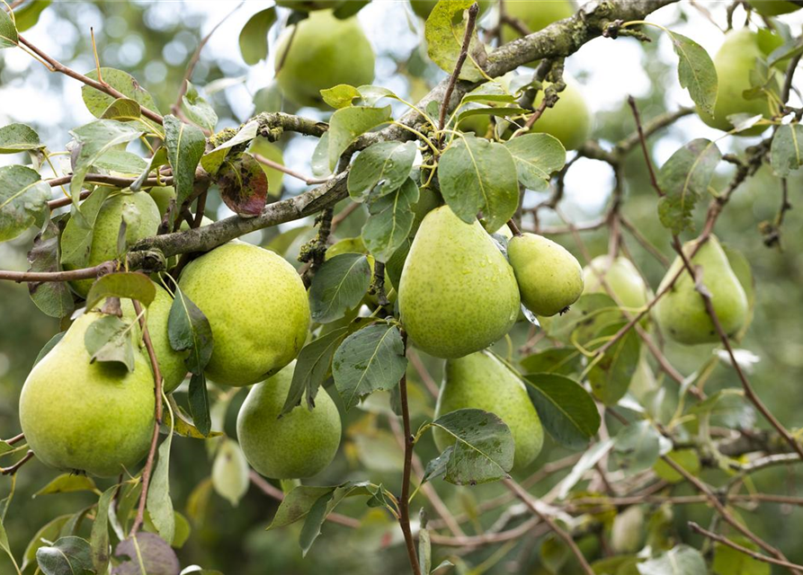 Pyrus communis Alexander Lucas