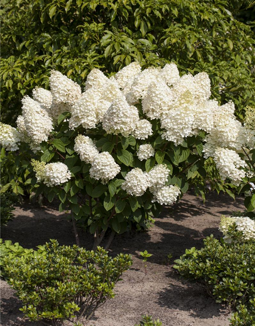 Hydrangea paniculata Silver Dollar