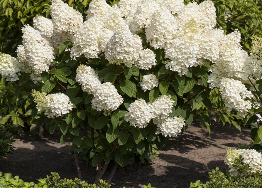 Hydrangea paniculata Silver Dollar