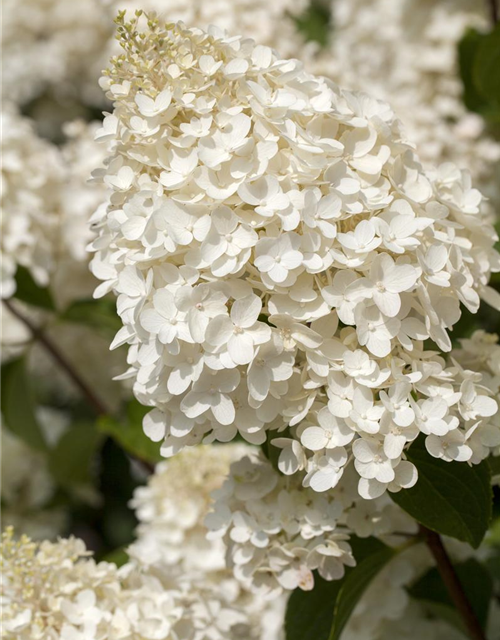 Hydrangea paniculata Silver Dollar