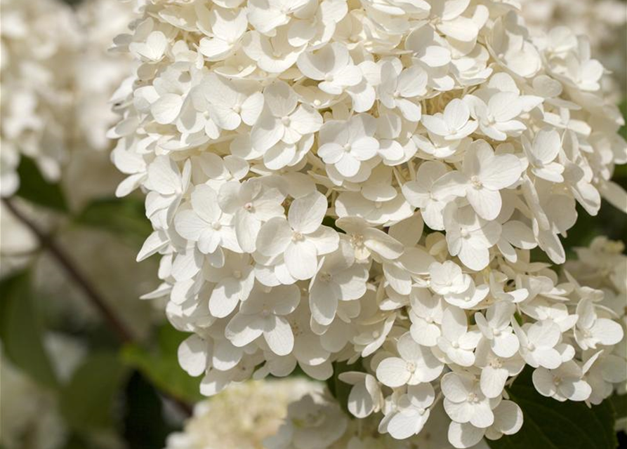 Hydrangea paniculata Silver Dollar