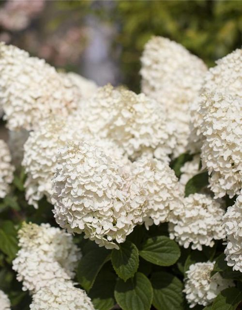 Hydrangea paniculata Silver Dollar