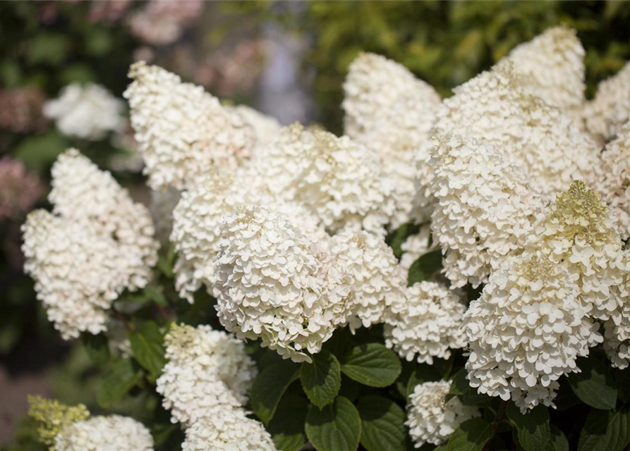 Hydrangea paniculata Silver Dollar