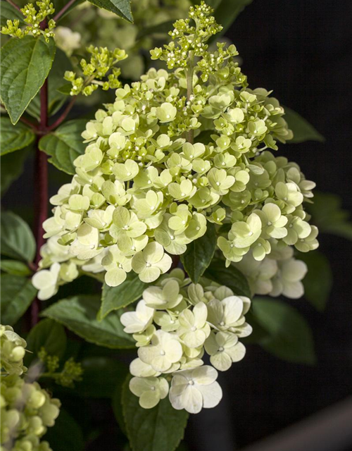 Hydrangea paniculata Silver Dollar