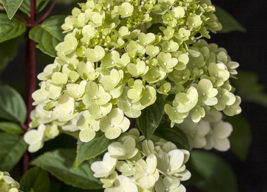 Hydrangea paniculata Silver Dollar