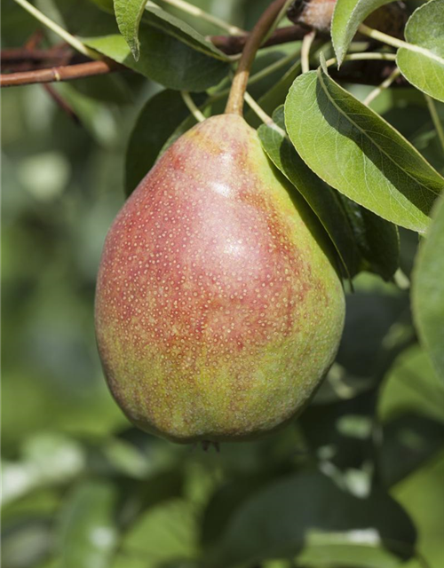 Pyrus communis Clapps Liebling