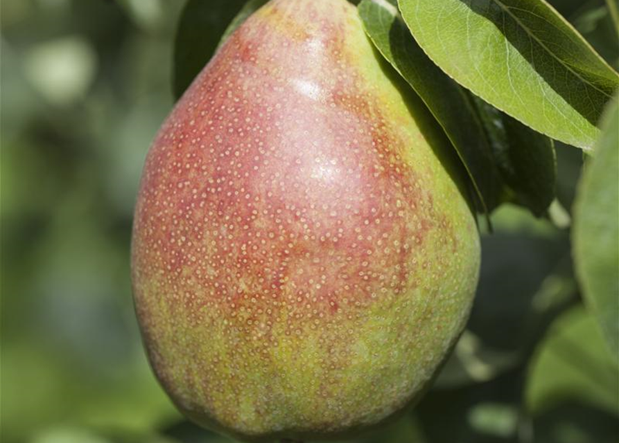 Pyrus communis Clapps Liebling