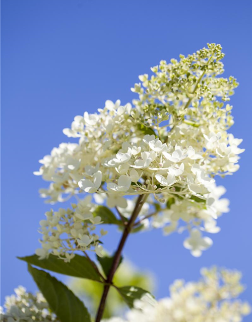 Hydrangea paniculata Tardiva