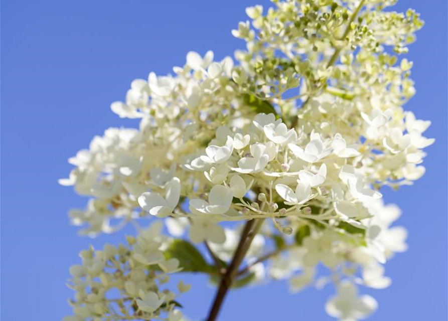 Hydrangea paniculata Tardiva