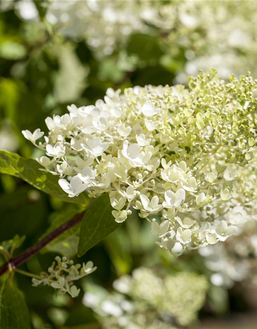 Hydrangea paniculata Tardiva