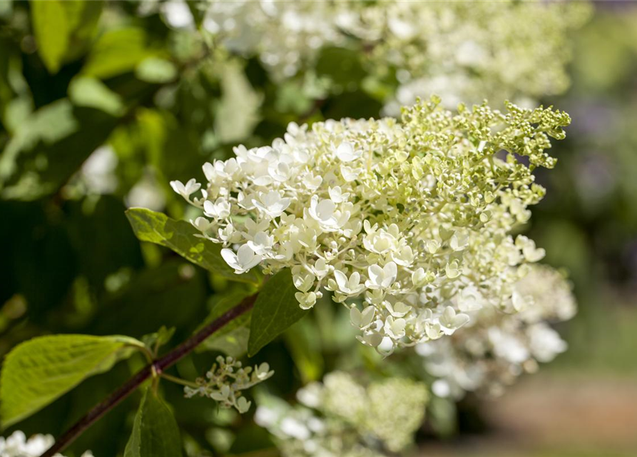 Hydrangea paniculata Tardiva