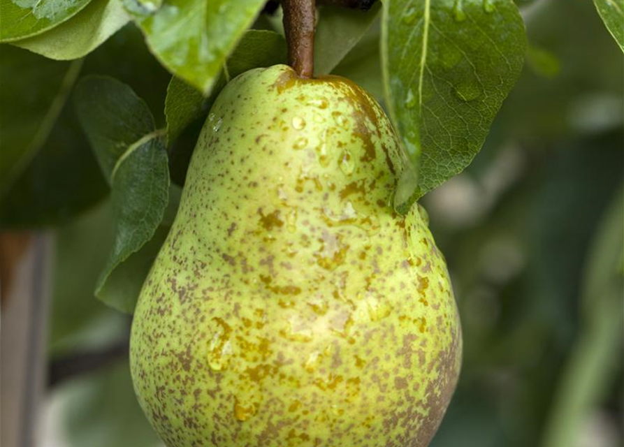 Pyrus communis Condo