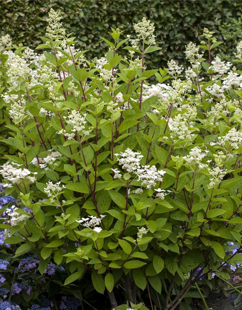 Hydrangea paniculata Wim's Red