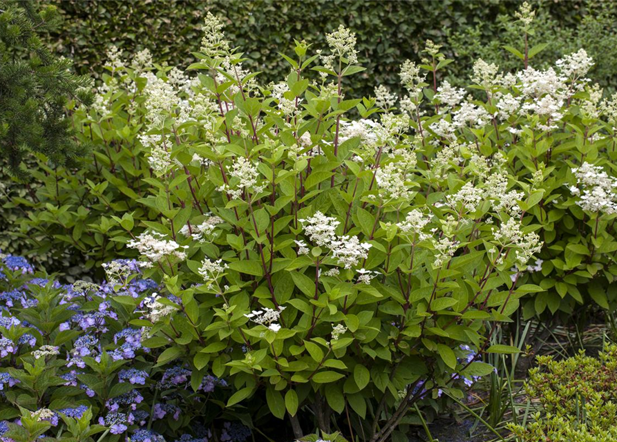 Hydrangea paniculata Wim's Red