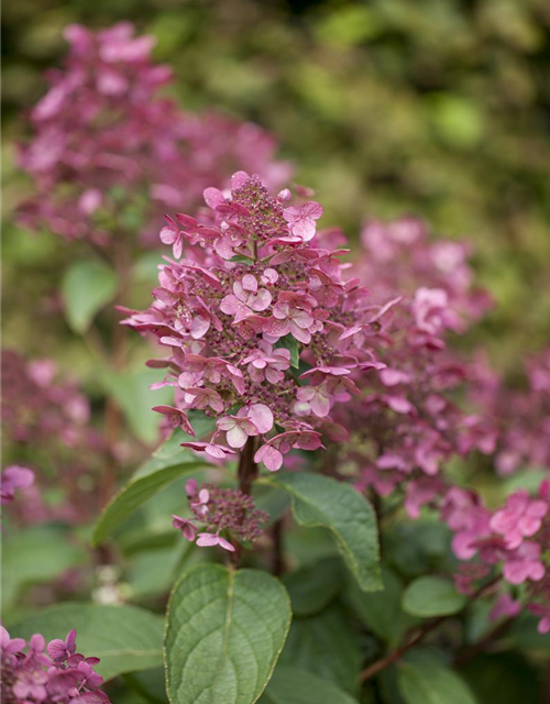 Hydrangea paniculata Wim's Red