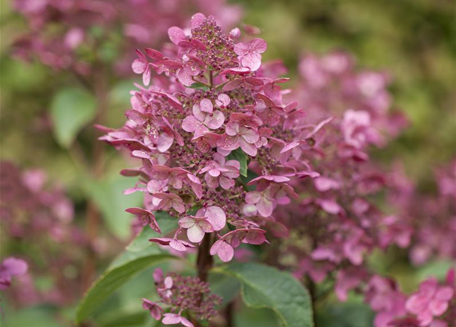 Hydrangea paniculata Wim's Red