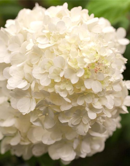 Hydrangea paniculata Wim's Red