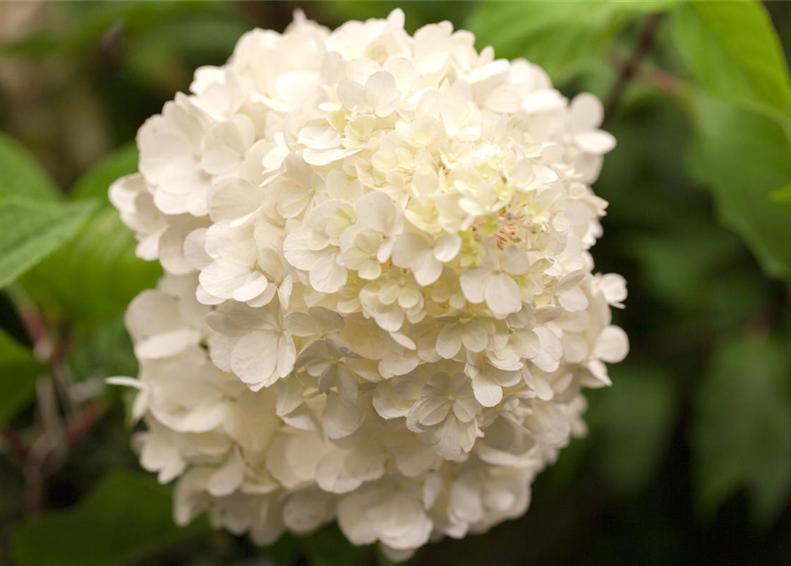 Hydrangea paniculata Wim's Red