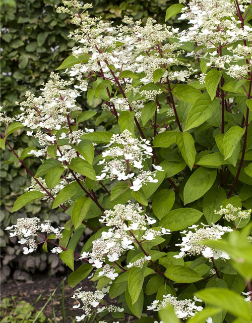 Hydrangea paniculata Wim's Red