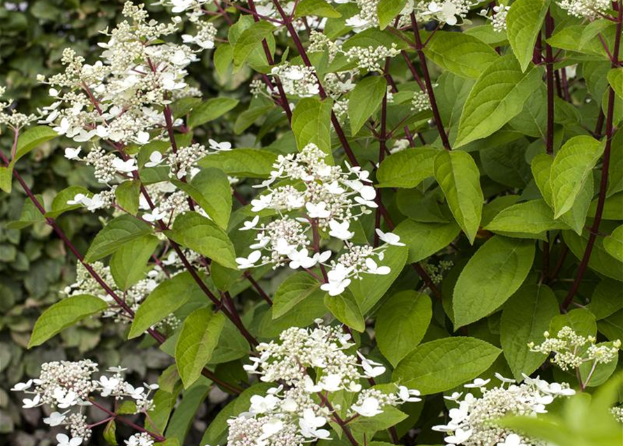 Hydrangea paniculata Wim's Red