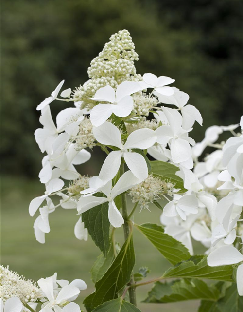 Hydrangea paniculata Kyushu