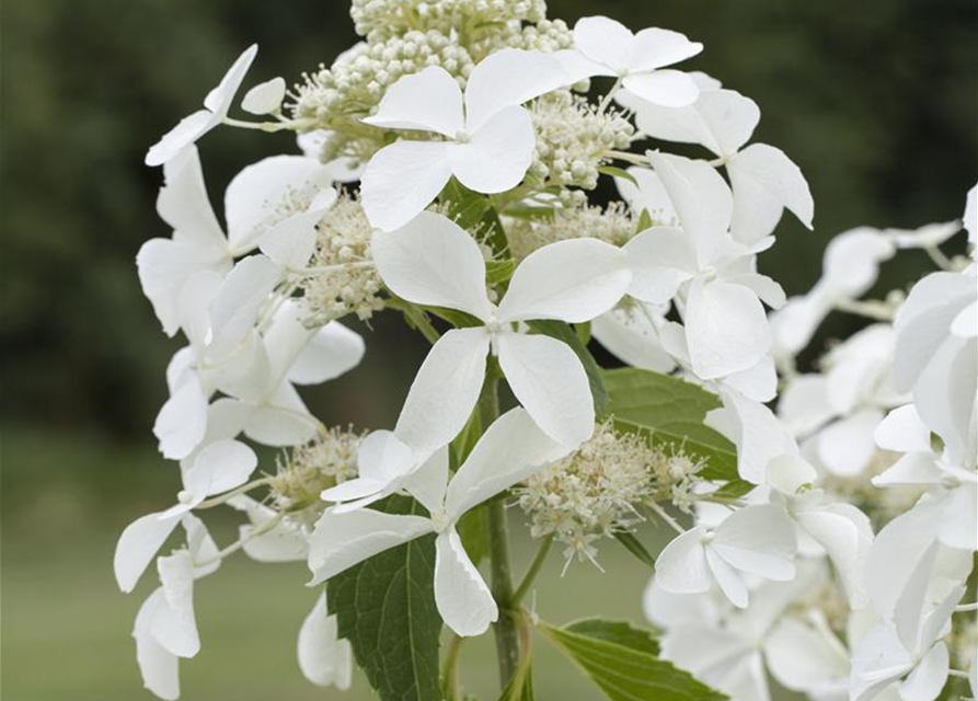 Hydrangea paniculata Kyushu