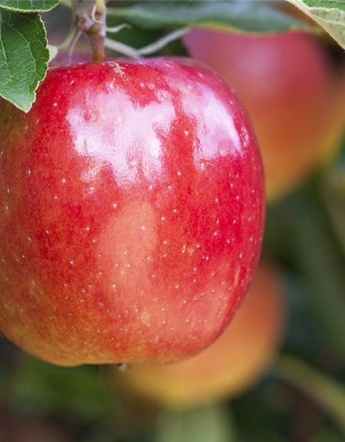 Malus domestica Braeburn