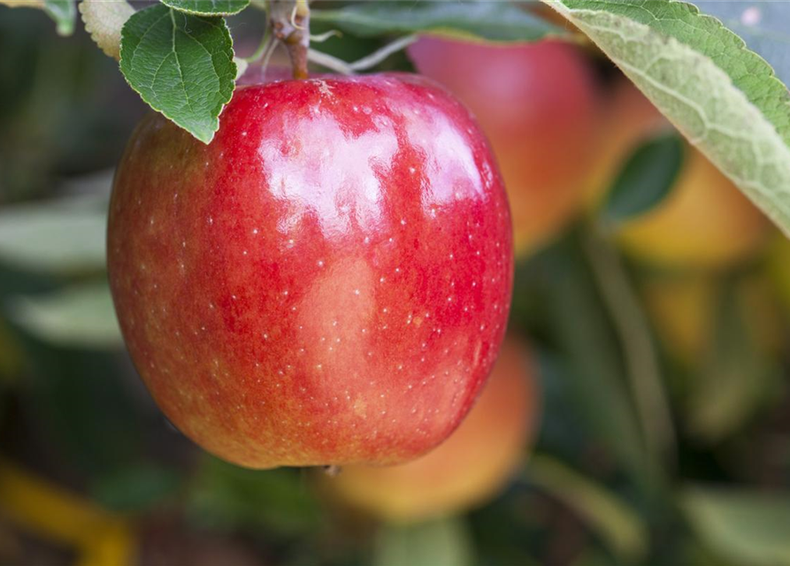 Malus domestica Braeburn