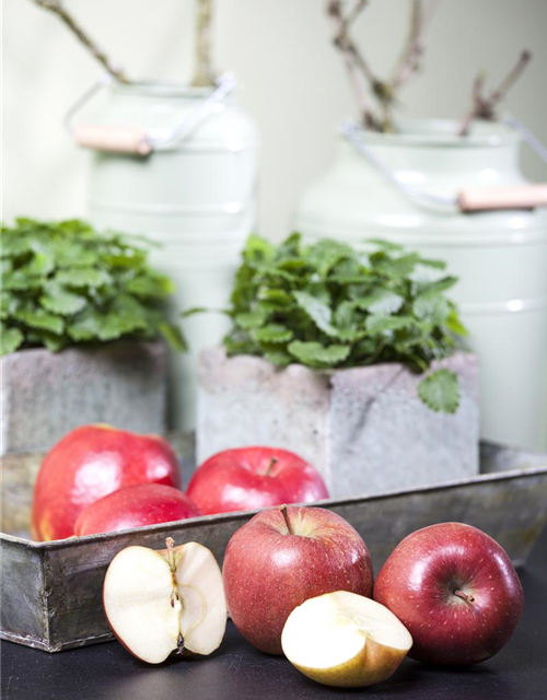 Malus domestica Braeburn