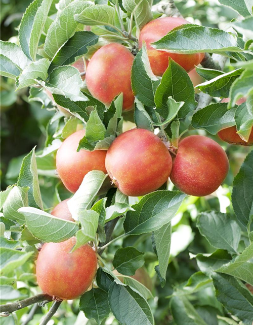 Malus domestica Braeburn