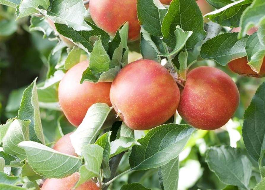 Malus domestica Braeburn