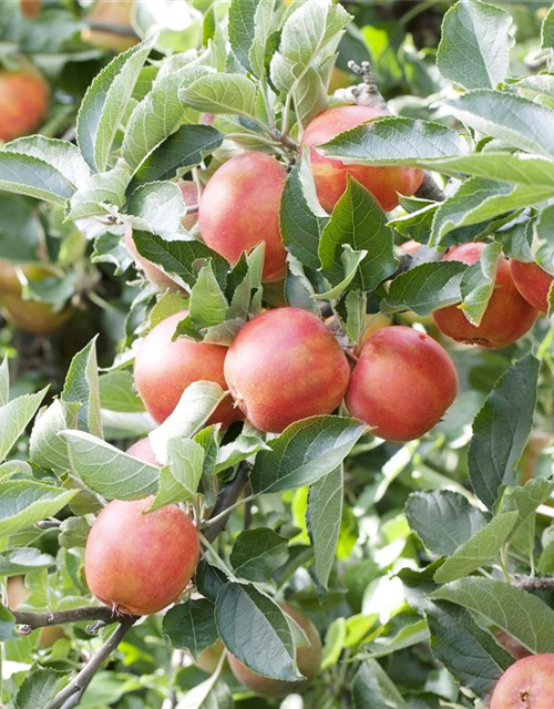 Malus domestica Braeburn